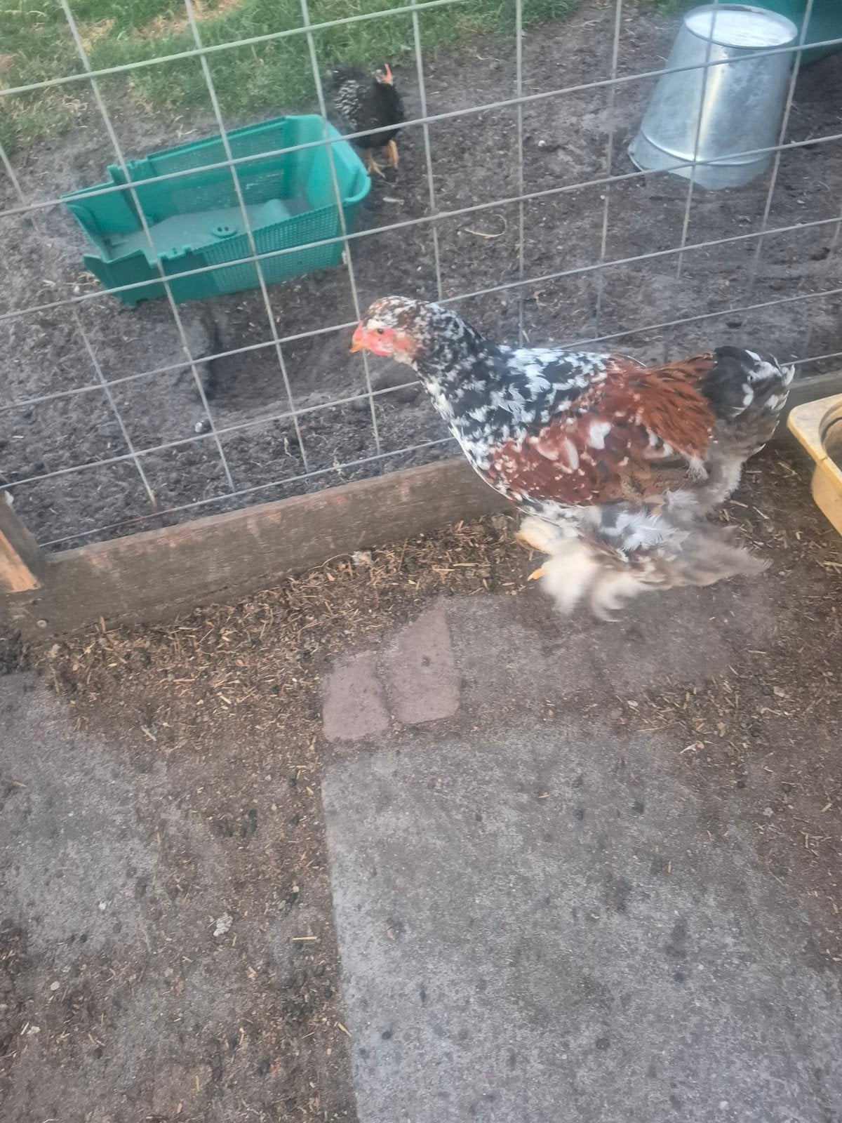 Mooie hanen, Dieren en Toebehoren, Pluimvee, Mannelijk, Kip