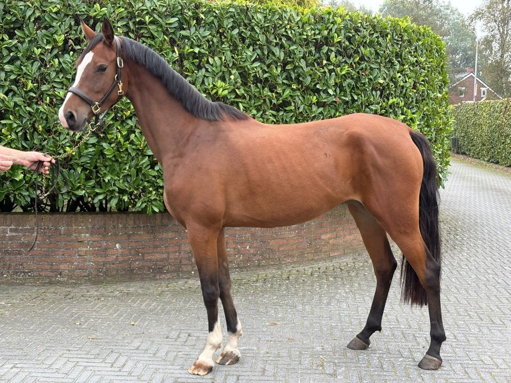 Te koop aangeboden: 3,5 jarige E-pony, Met stamboom, Dressuurpony, 3 tot 6 jaar, Onbeleerd