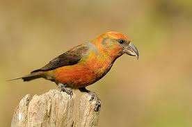 kruisbek, Dieren en Toebehoren, Vogels | Overige Vogels, Meerdere dieren, Wildzangvogel, Geringd
