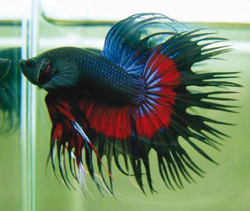 Siamese Kempvis - Betta splendens voor het tropisch aquarium, Dieren en Toebehoren, Vis, Zoetwatervis