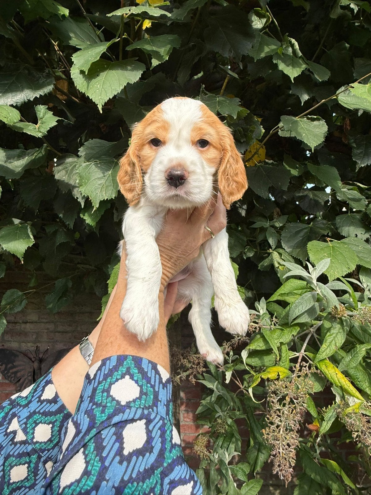Puppy Engelse Cocker Spaniel, Dieren en Toebehoren, Reu, 8 tot 15 weken, Eén hond, Spaniël