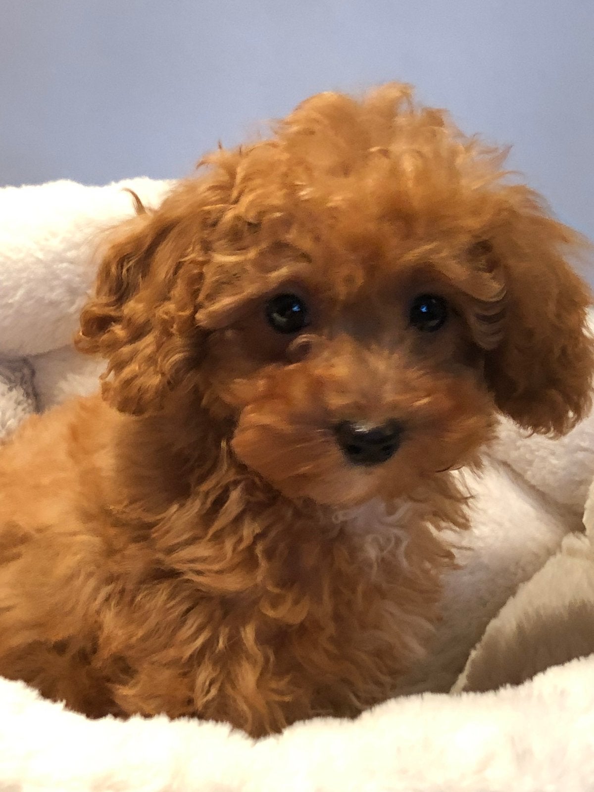 Super knappe mini Doodle pups ( Maltipoo ) div kleuren, Poedel, Parvo, Nederland, 8 tot 15 weken