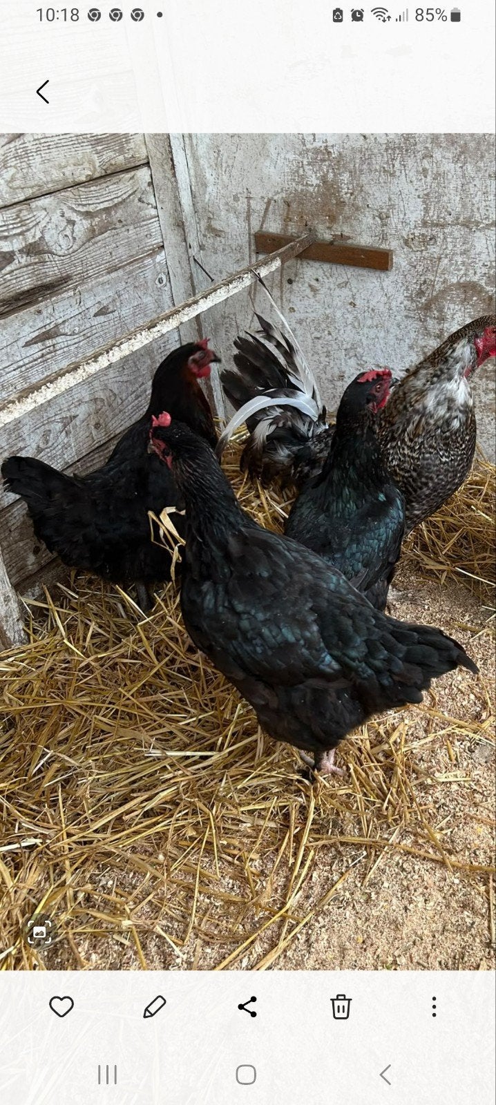 3 Marans Kippen Groot Ras, Dieren en Toebehoren