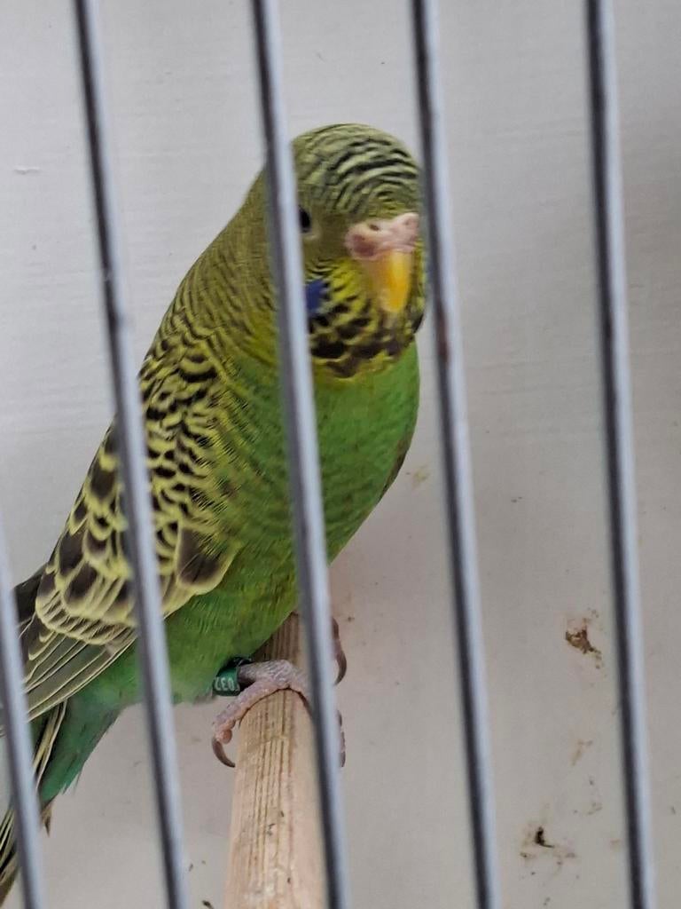 Koppel blackface grasparkieten, Dieren en Toebehoren, Vogels | Parkieten en Papegaaien, Meerdere dieren, Parkiet