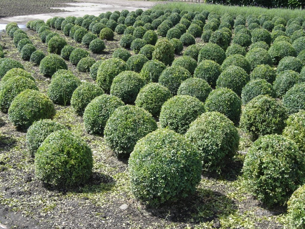 Mooie Buxus bollen 25cm t/m 90cm al vanaf €7,-, Volle zon, Vaste plant, Zomer, Ophalen