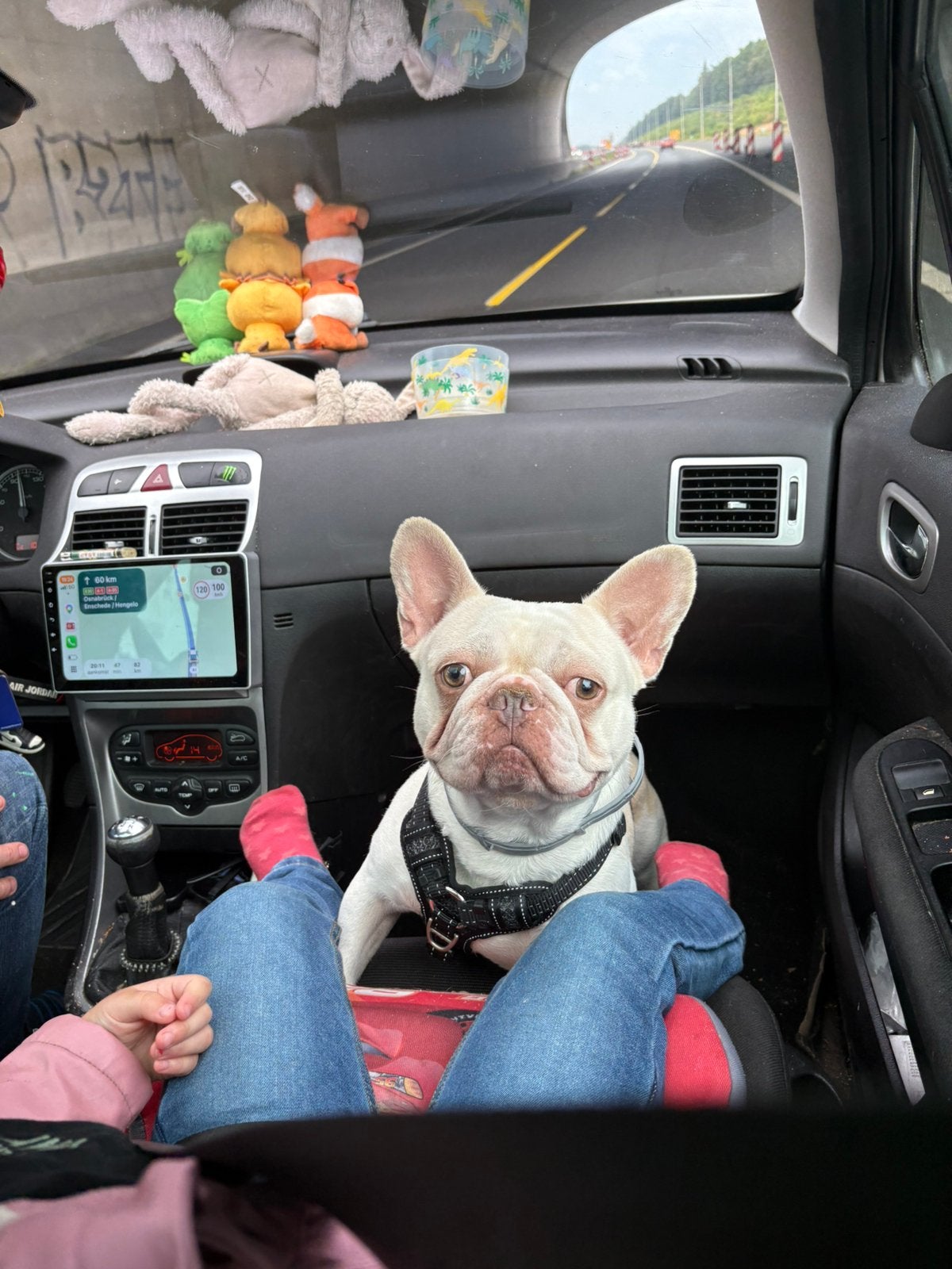 Lieve franse bulldog zoekt nieuwe forever home, Dieren en Toebehoren, Honden | Bulldogs, Pinschers en Molossers, Reu, Bulldog