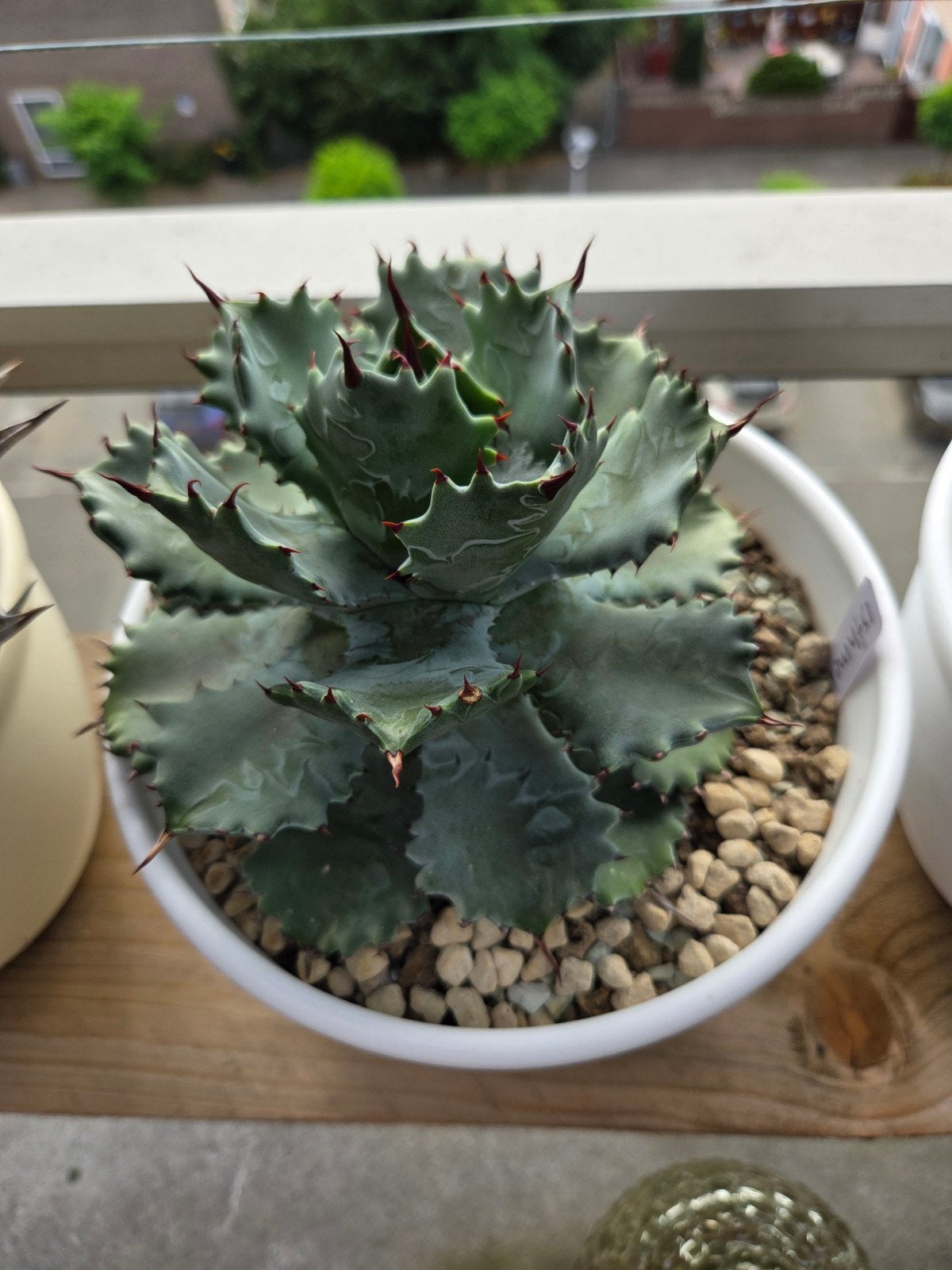 Agave isthmensis, Tuin en Terras, Planten | Tuinplanten, Overige soorten, Volle zon, Vaste plant, Ophalen of Verzenden