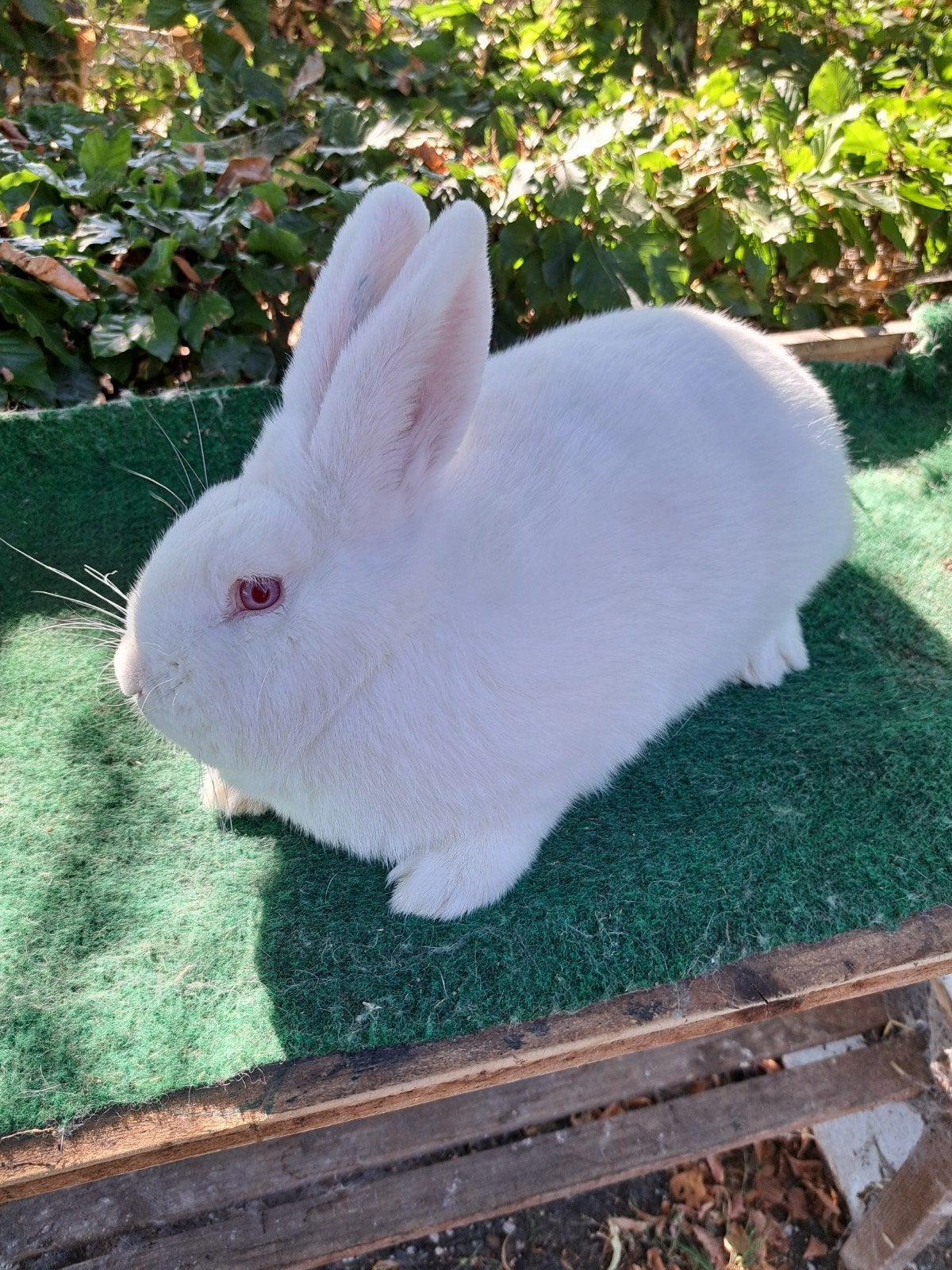 witte nieuw zeelander, Dieren en Toebehoren, Meerdere dieren, Dwerg
