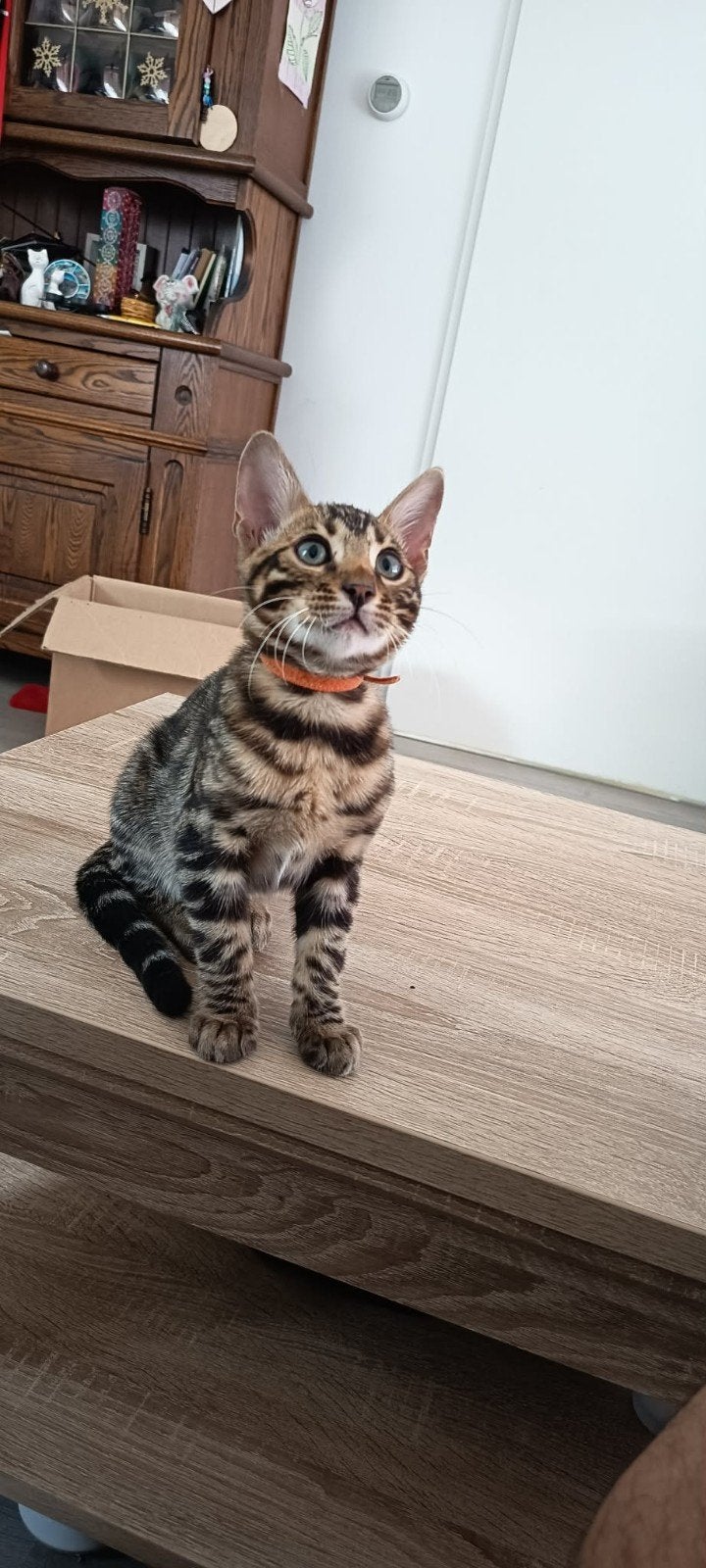 Bengaals ras ,kleur Brown (Black) spotted