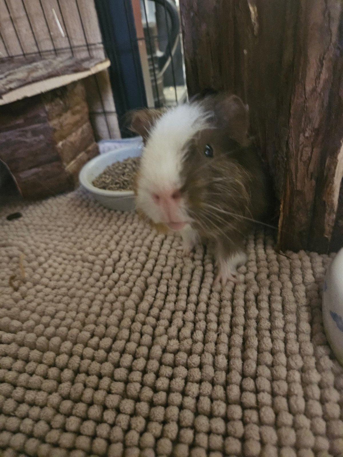 Knappe beer, Cavia, Mannelijk, November, Tam