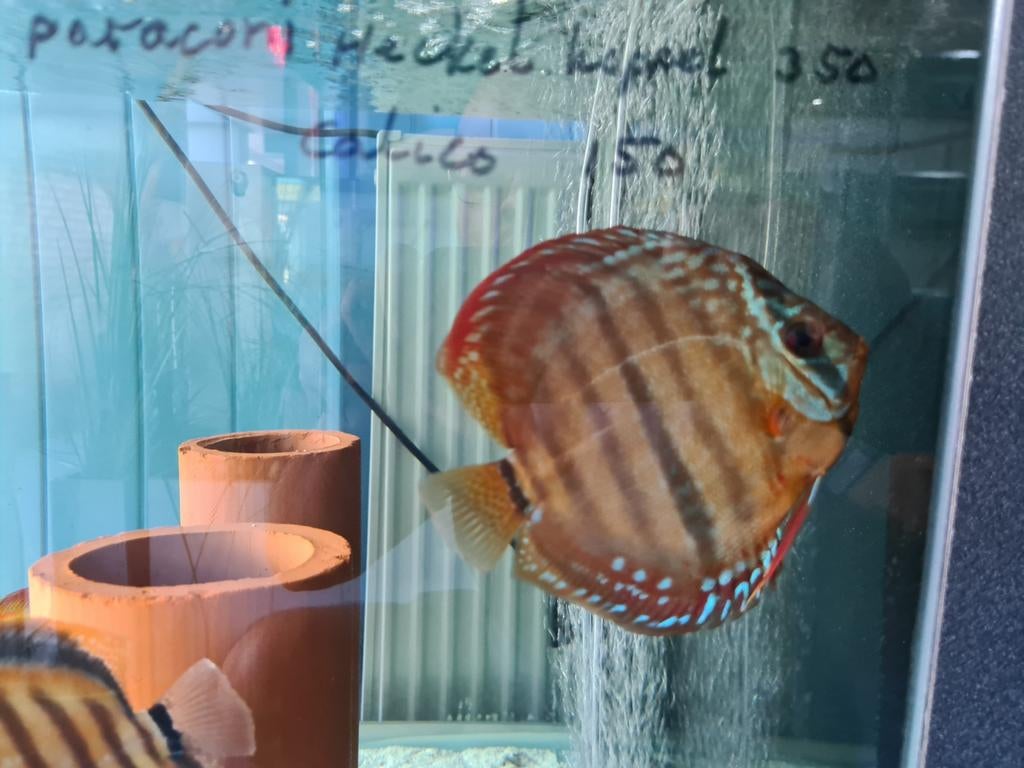 Paraconi Heckel Cross Discus, Symphysodon Discus, Vis, Zoetwatervis