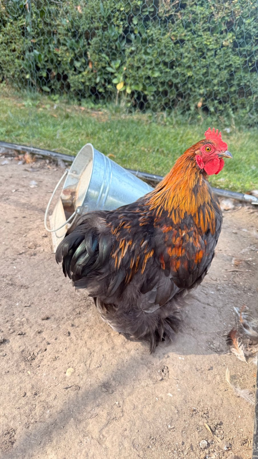 Cochin haantje (van 30april 2026), Dieren en Toebehoren, Mannelijk