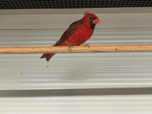 vogels, Meerdere dieren, Wildzangvogel, Geringd