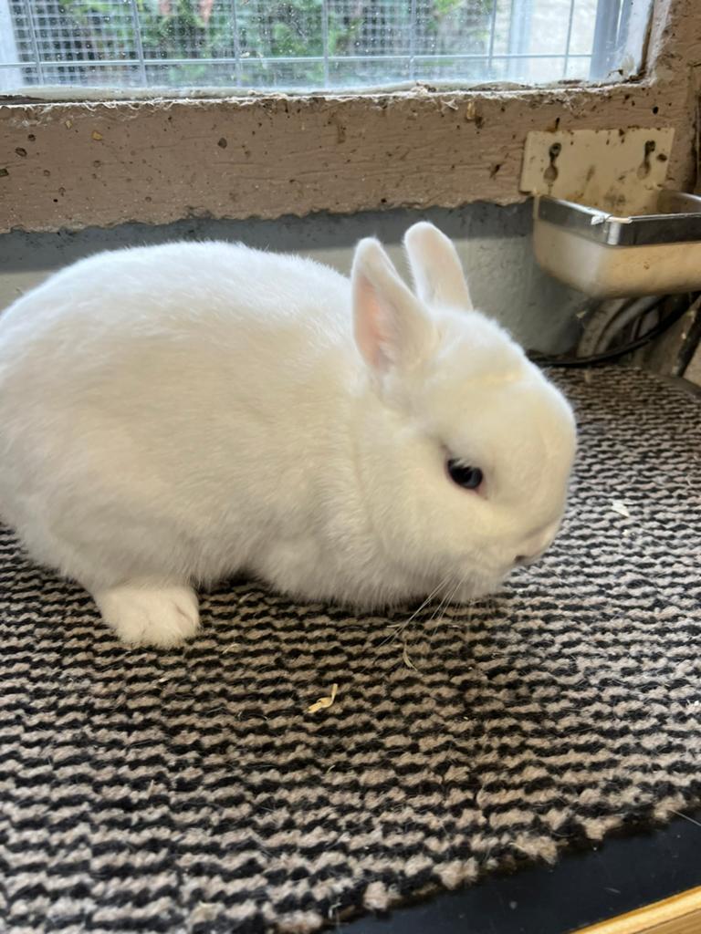 Blauwoog pool voedster ook nog jongen pooltjes te koop, Dieren en Toebehoren, Vrouwelijk, Dwerg