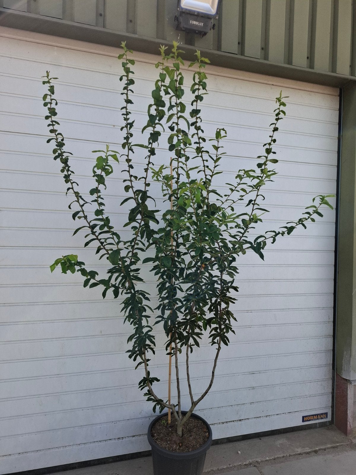 Mispel, Mespilus germanica meerstammige 200-250 cm, Ophalen, Overige soorten, 100 tot 250 cm
