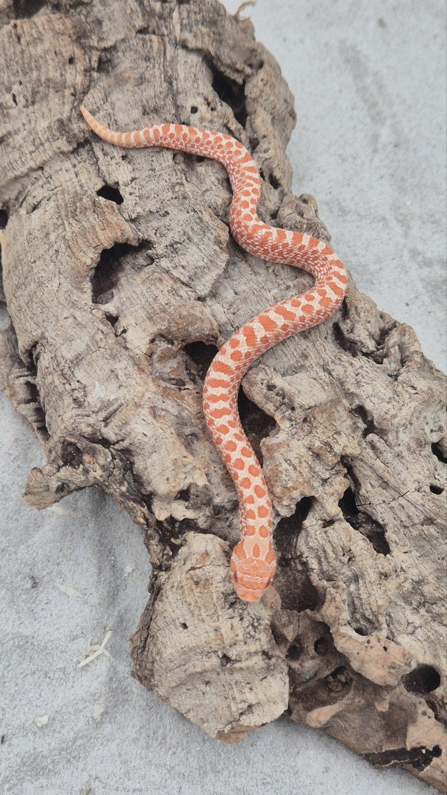 Ex red albino Haakneusslang Hognose Snake photo 3