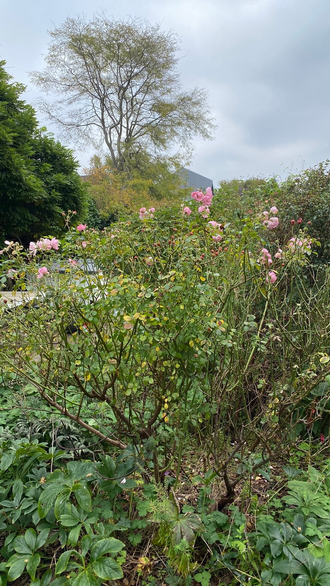 Grote rozenstruik, Tuin en Terras, Ophalen, Laurier, 100 tot 250 cm