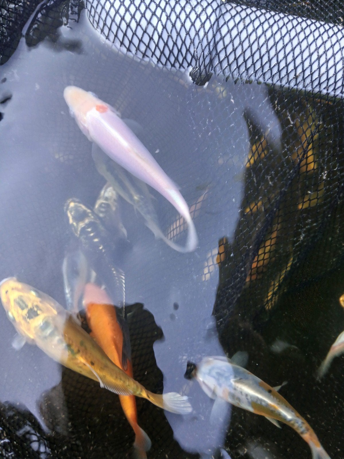 koi karper, Karper of Koi