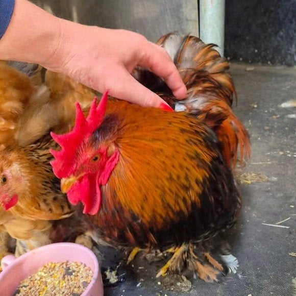 Handtam Cochin kriel haantje, Dieren en Toebehoren, Mannelijk, Kip