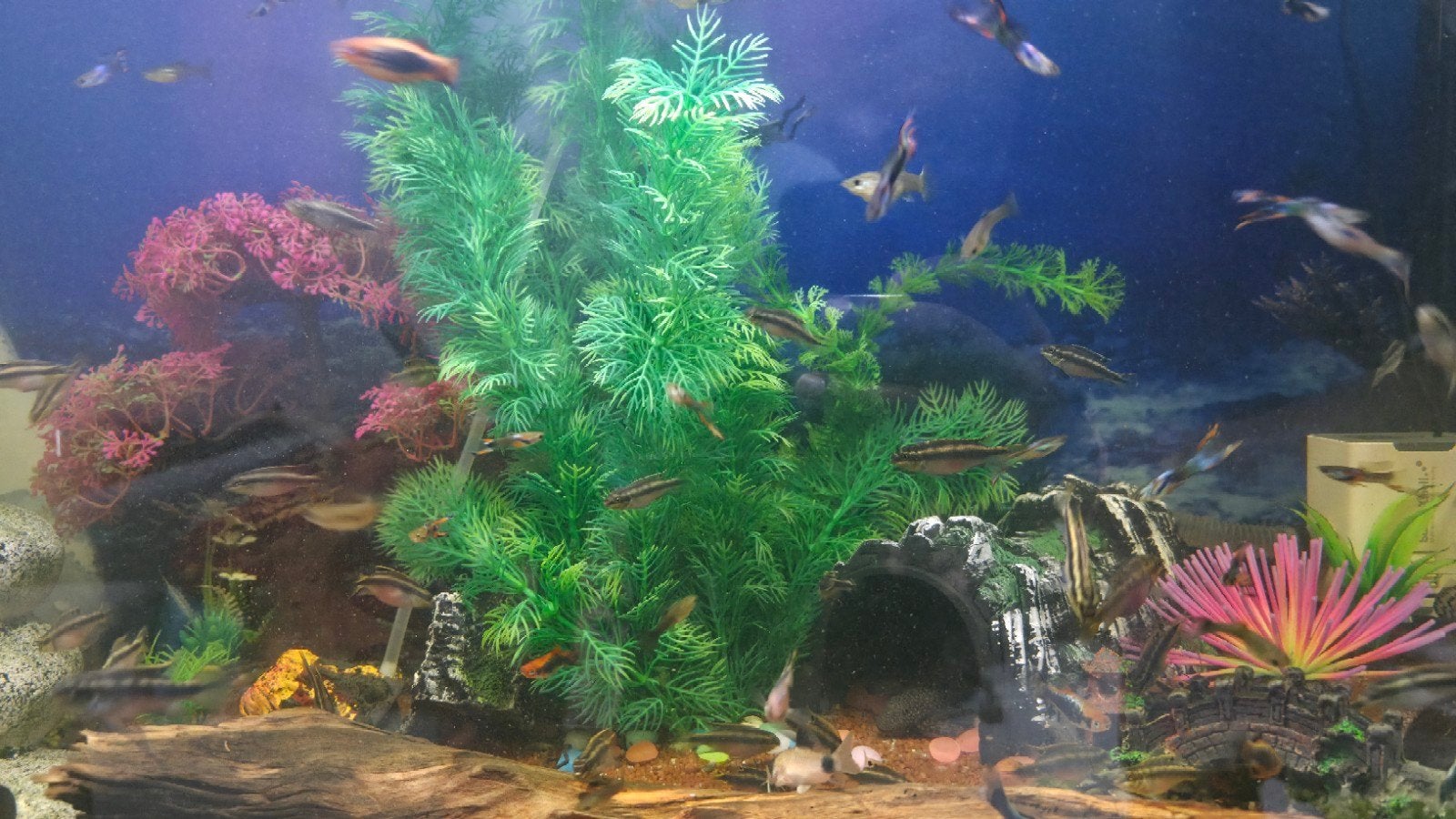 guppies, platty en kersenbuik te koop, Vis