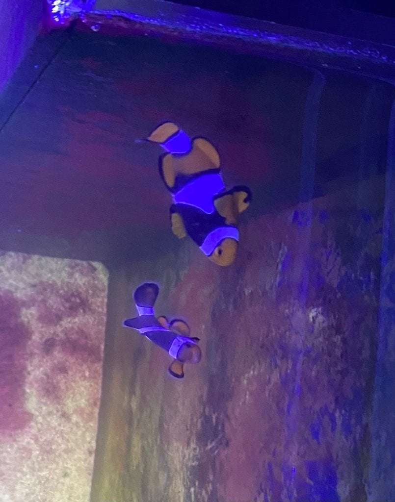 Koppel annemoon vissen, Dieren en Toebehoren, Vissen | Aquariumvissen, Vis
