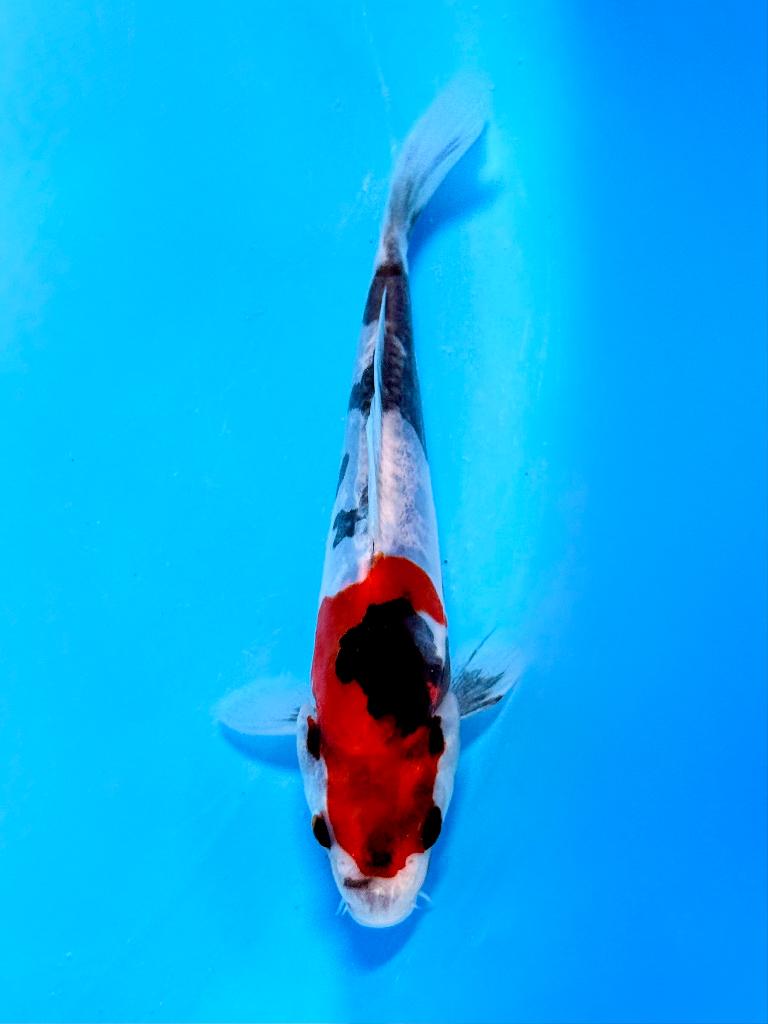 Japanse Koi – Marushi | Doitsu Showa | Incl Certificaat, Karper of Koi