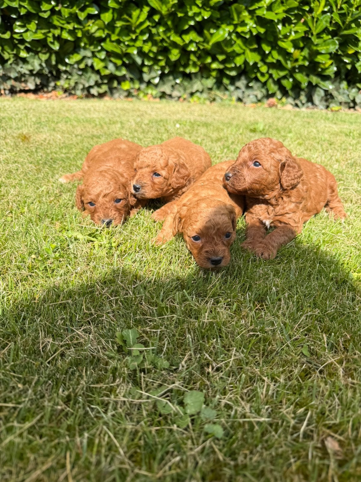 Maltipoo pups abrikoos rood, Dieren en Toebehoren, Honden | Chihuahua's en Gezelschapshonden, Parvo, Nederland, Overige rassen