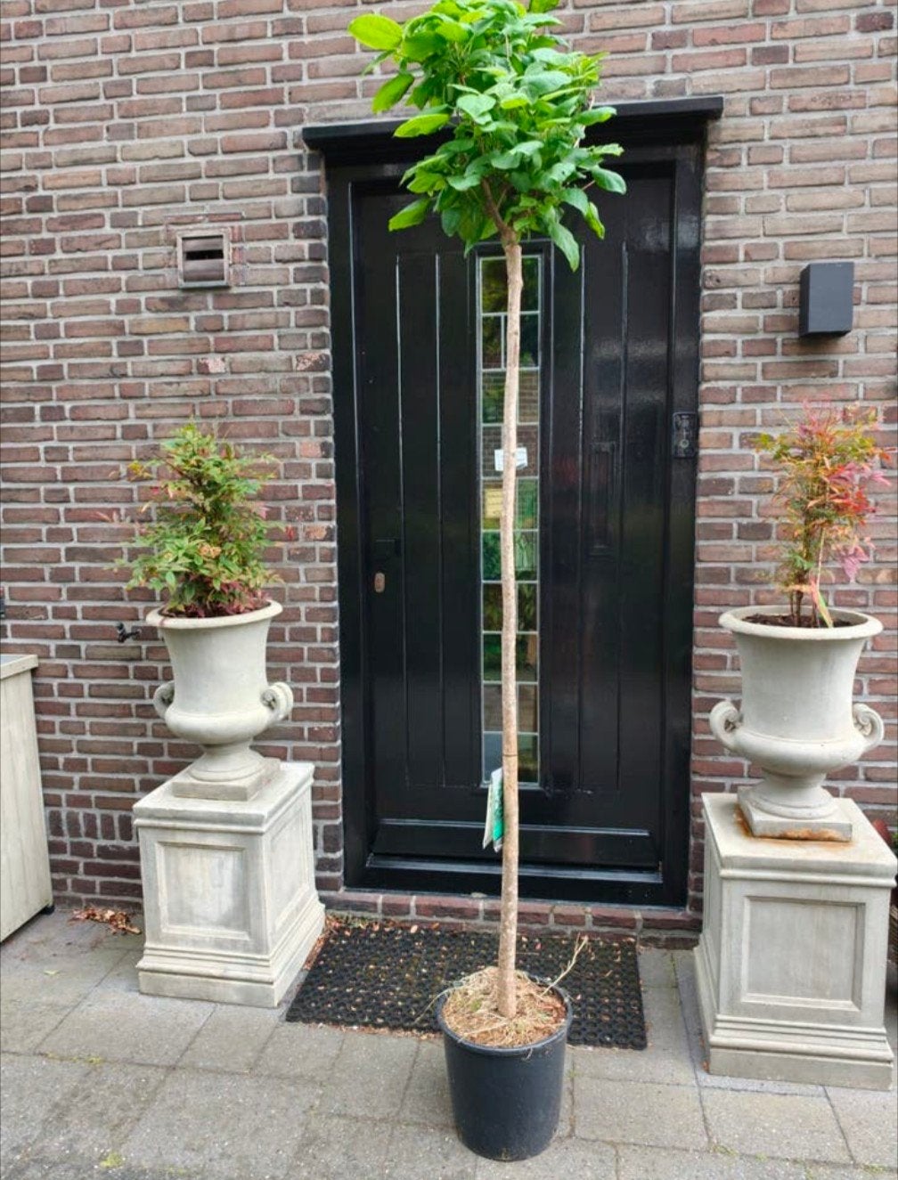 Cataloa Bignoniodes Nana, Bloeit niet, Overige soorten, Minder dan 100 cm, Ophalen