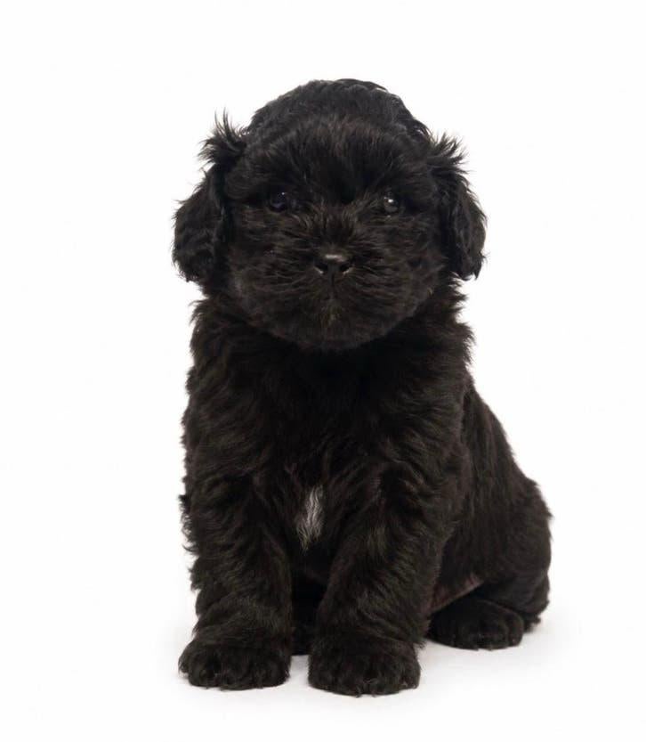 Klein blijvende boompoo- 🐶🐶🐶🐶, Dieren en Toebehoren, Poedel, 8 tot 15 weken, Parvo, Meerdere