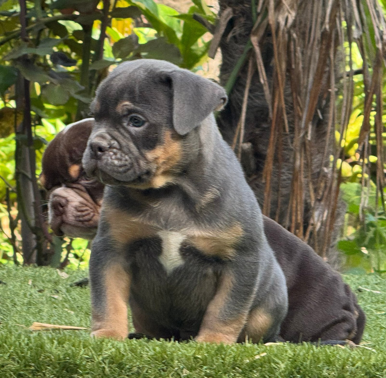 Bullforce Old English Bulldogs 2 reutjes, Dieren en Toebehoren, Nederland, 8 tot 15 weken, Meerdere, Meerdere dieren