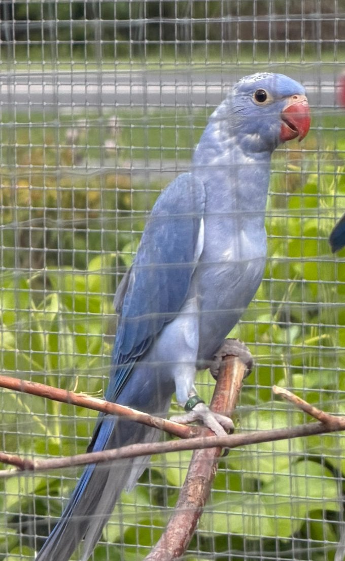 Violet halsbandparkiet, Dieren en Toebehoren, Vogels | Parkieten en Papegaaien, Vrouwelijk, Parkiet, Geringd