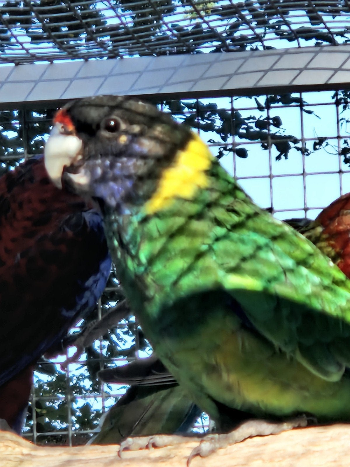 Twenty eight man split blauw overjarig, Dieren en Toebehoren, Vogels | Parkieten en Papegaaien, Mannelijk, Parkiet