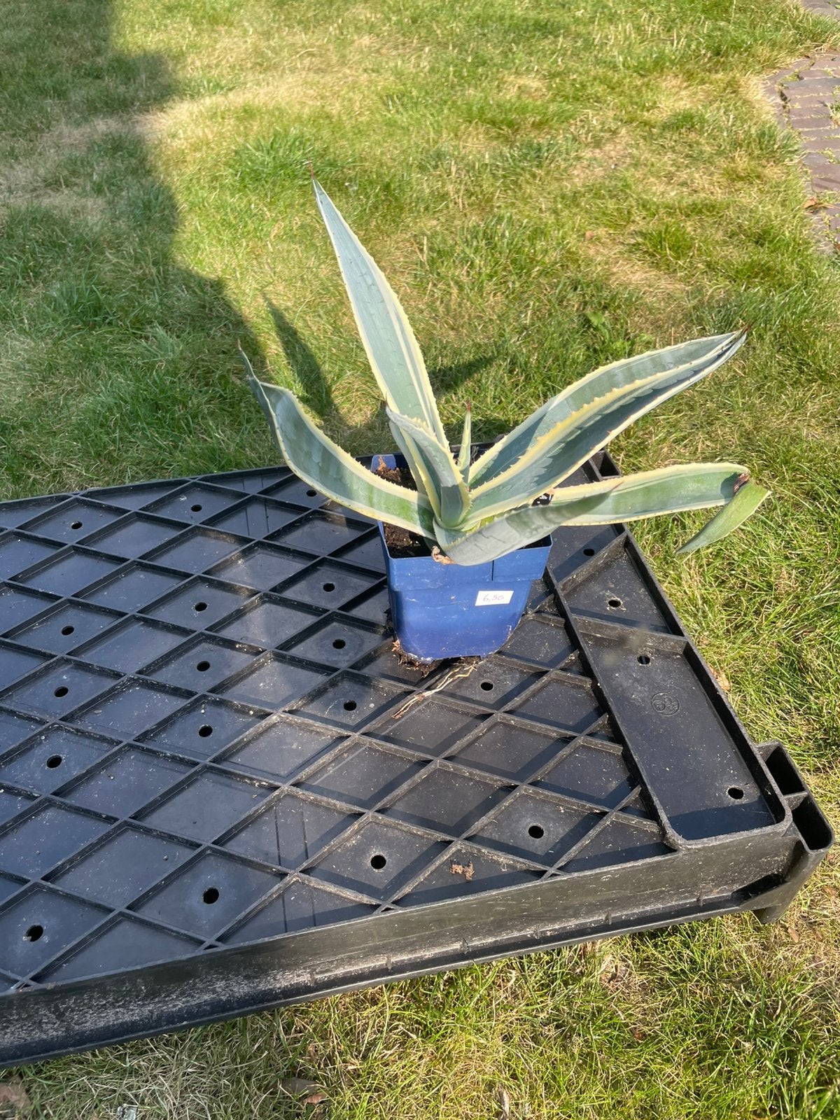 Agave Americana Variegata, Tuin en Terras, Ophalen, Bloeit niet, Overige soorten, Volle zon