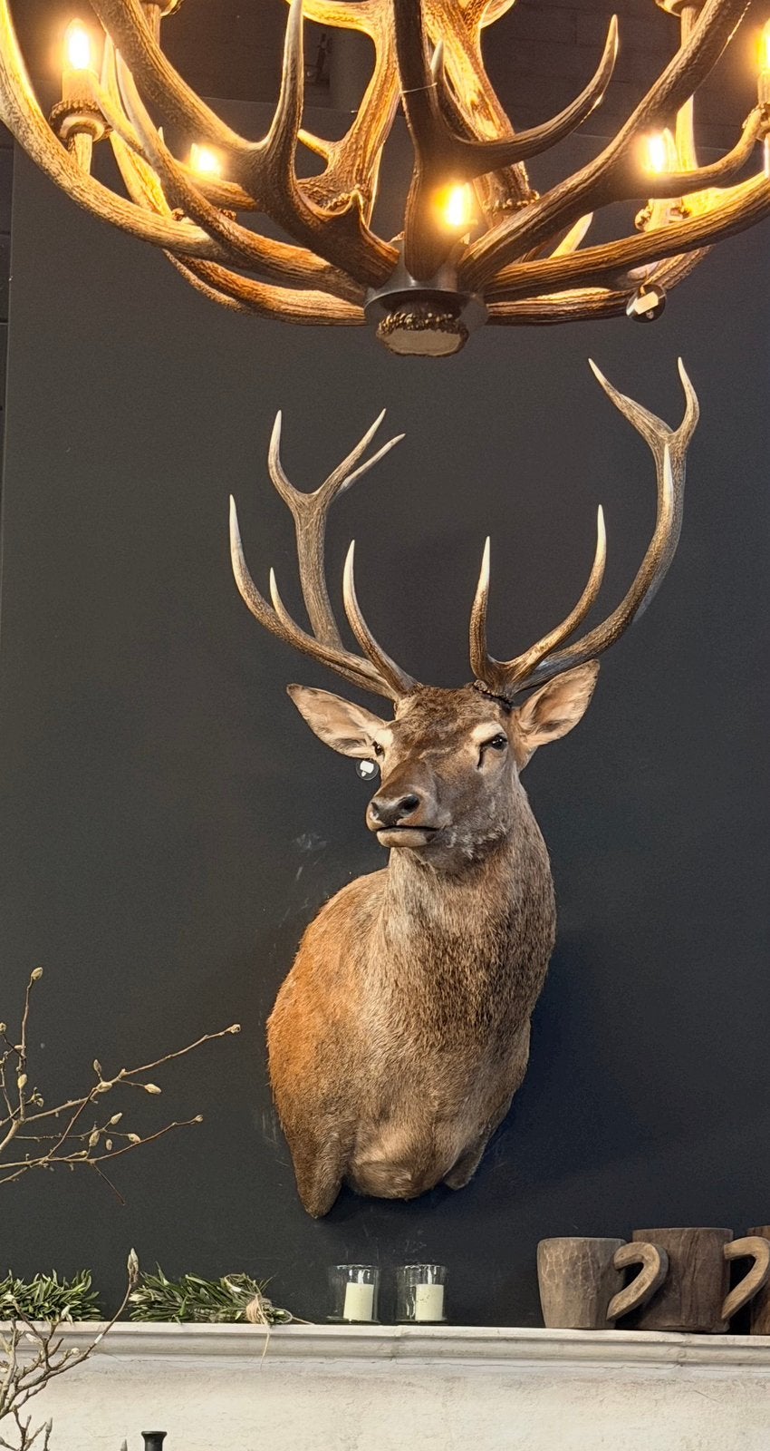 Edelhert hert  opgezet opgezette taxidermie veluwe hertenkop, Ophalen, Nieuw, Hert, Opgezet dier