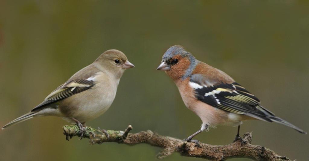 Europese vink, Dieren en Toebehoren, Vogels | Overige Vogels, Meerdere dieren, Wildzangvogel