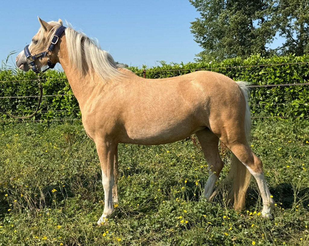Super mooie Palomino Welsh A pony, Merrie, Met stamboom, 3 tot 6 jaar, B pony (1.17m tot 1.27m)
