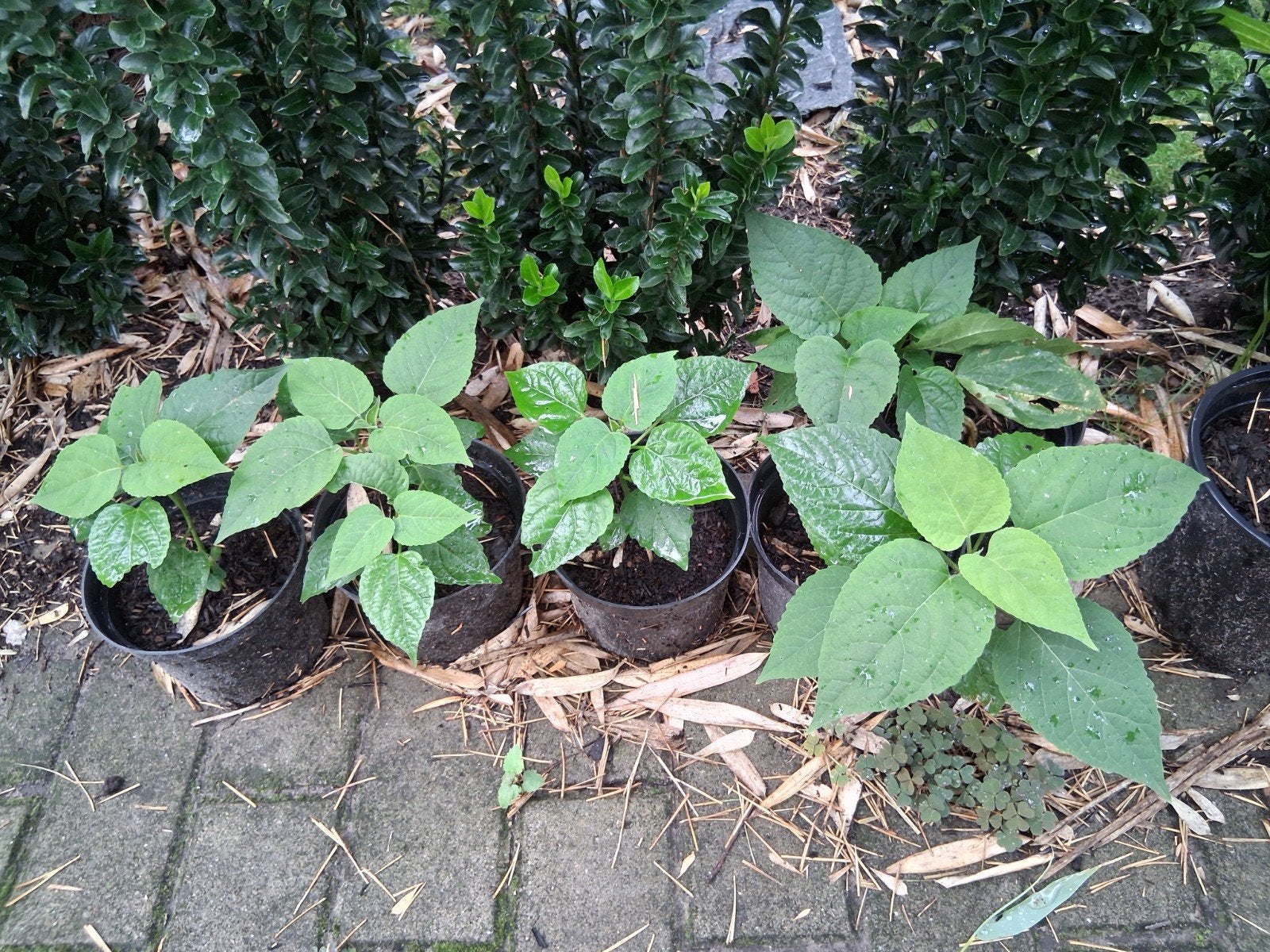 pindakaasboom clerodendrum kansenboom, Tuin en Terras, Ophalen, Overige soorten, Volle zon