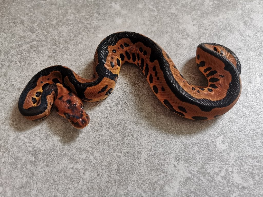 0.1 Leopard Clown Koningspython Ball Python photo 3