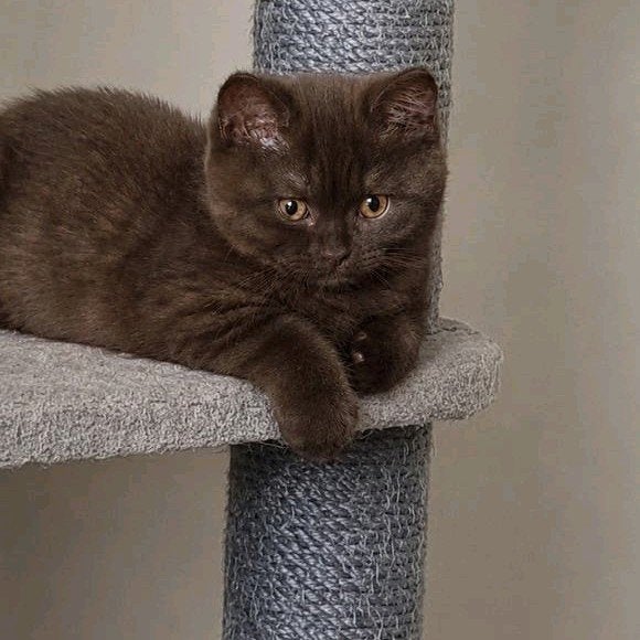 Brits/Britse Korthaar kittens met stamboom,mogen gelijk mee, Dieren en Toebehoren, Katten en Kittens | Raskatten | Korthaar, Met stamboom