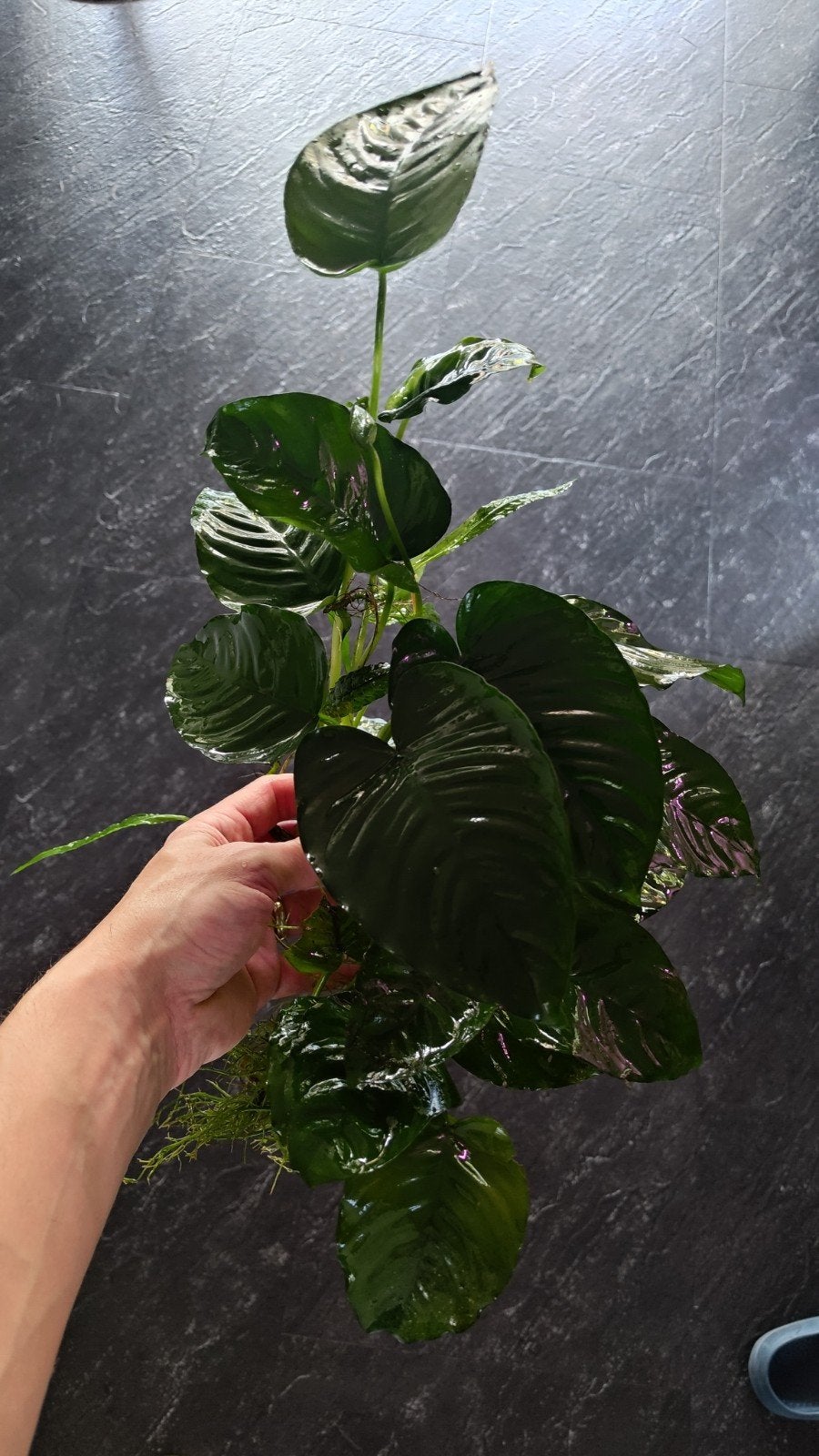 Anubias aquariumplant, Ophalen, Inclusief planten, Nieuw, Plant(en), Steen of Hout