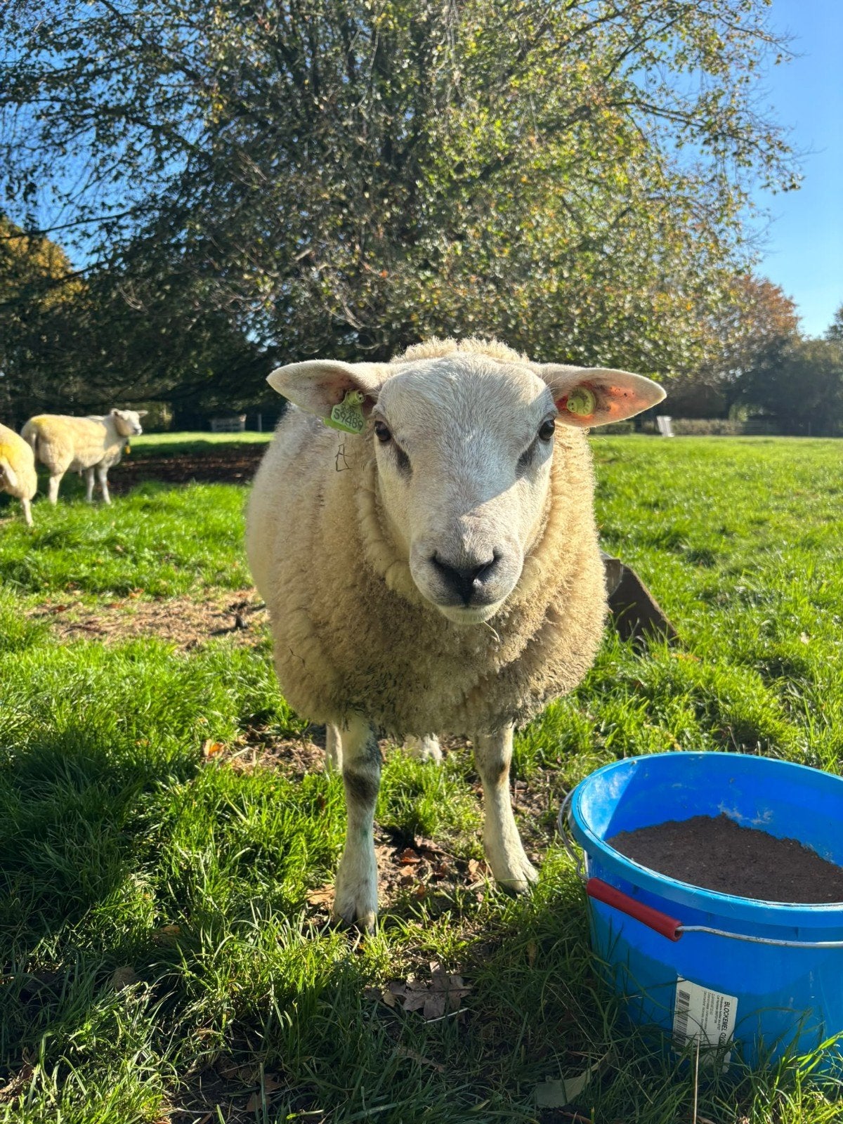 Swifter jonge dek ram, Dieren en Toebehoren, Mannelijk, Schaap