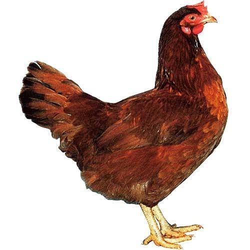 jonge leghennen wit bruin bont en gekleurde scharrel legkip, Dieren en Toebehoren, Pluimvee, Vrouwelijk, Kip