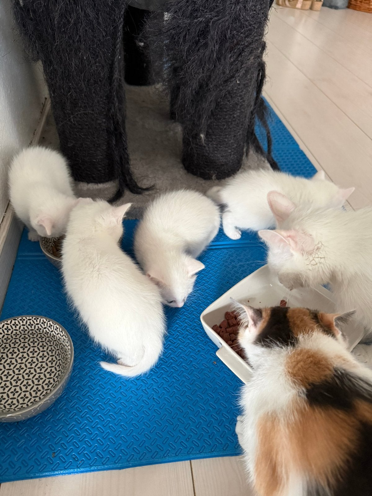 Leuke lieve turkse angora kittens, Meerdere dieren, Gechipt, 0 tot 2 jaar
