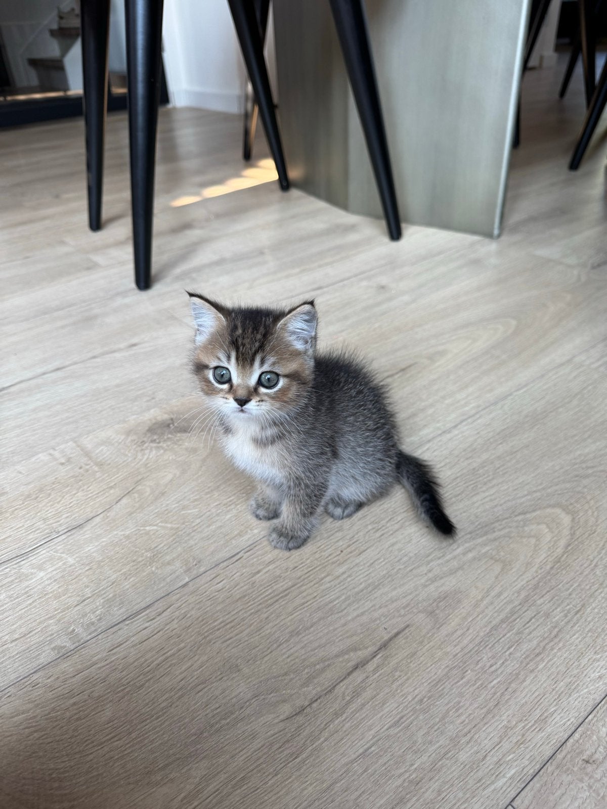 Britse korthaar kittens, Kater