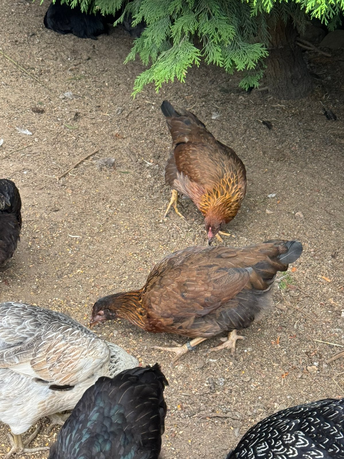 2 mooie Welsummer hennen te koop., Dieren en Toebehoren, Pluimvee, Vrouwelijk, Kip