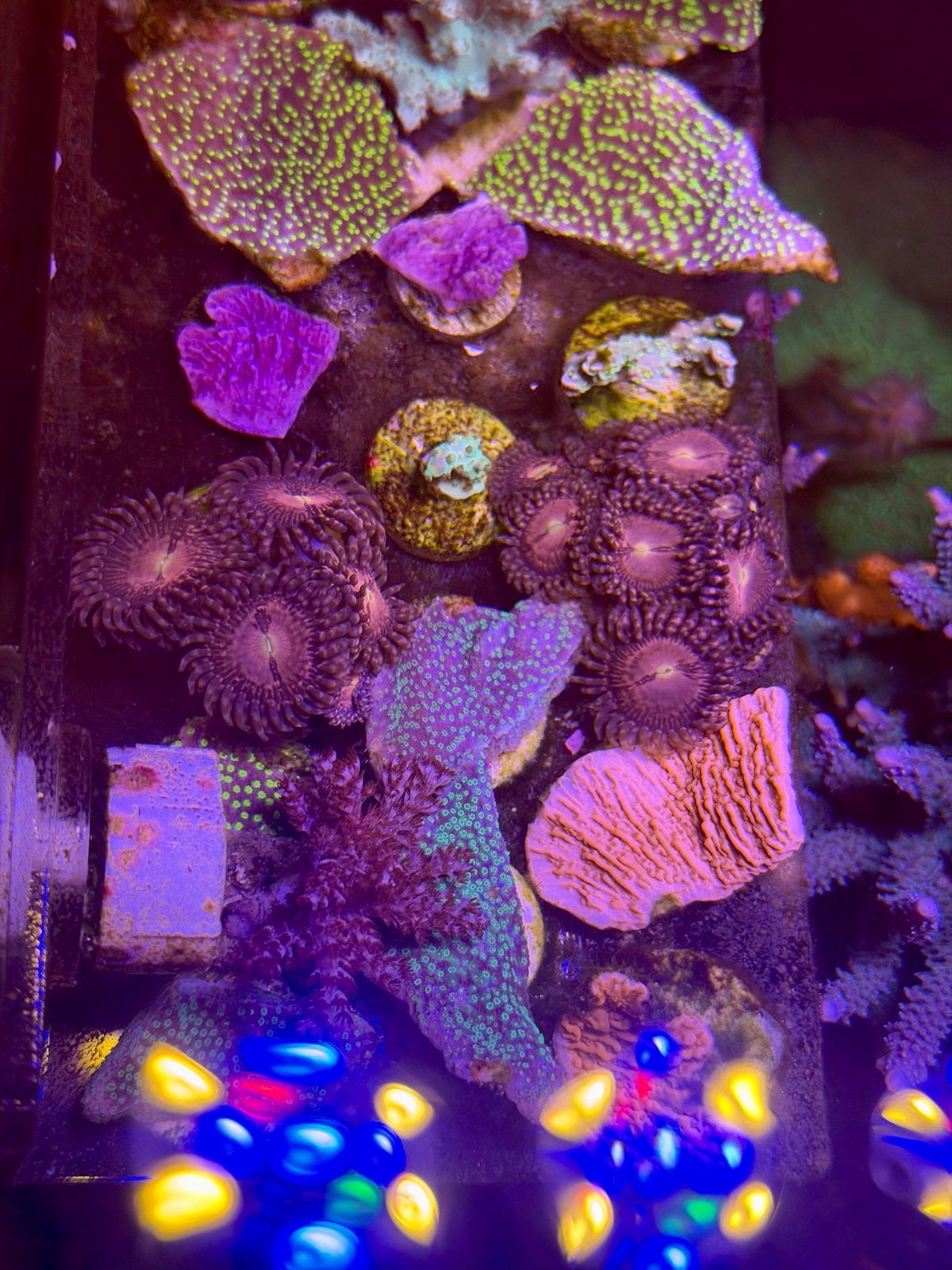 Verschillende Montipora, LPS en Acropora soorten hobbyprijs, Overige typen, Zoutwatervis