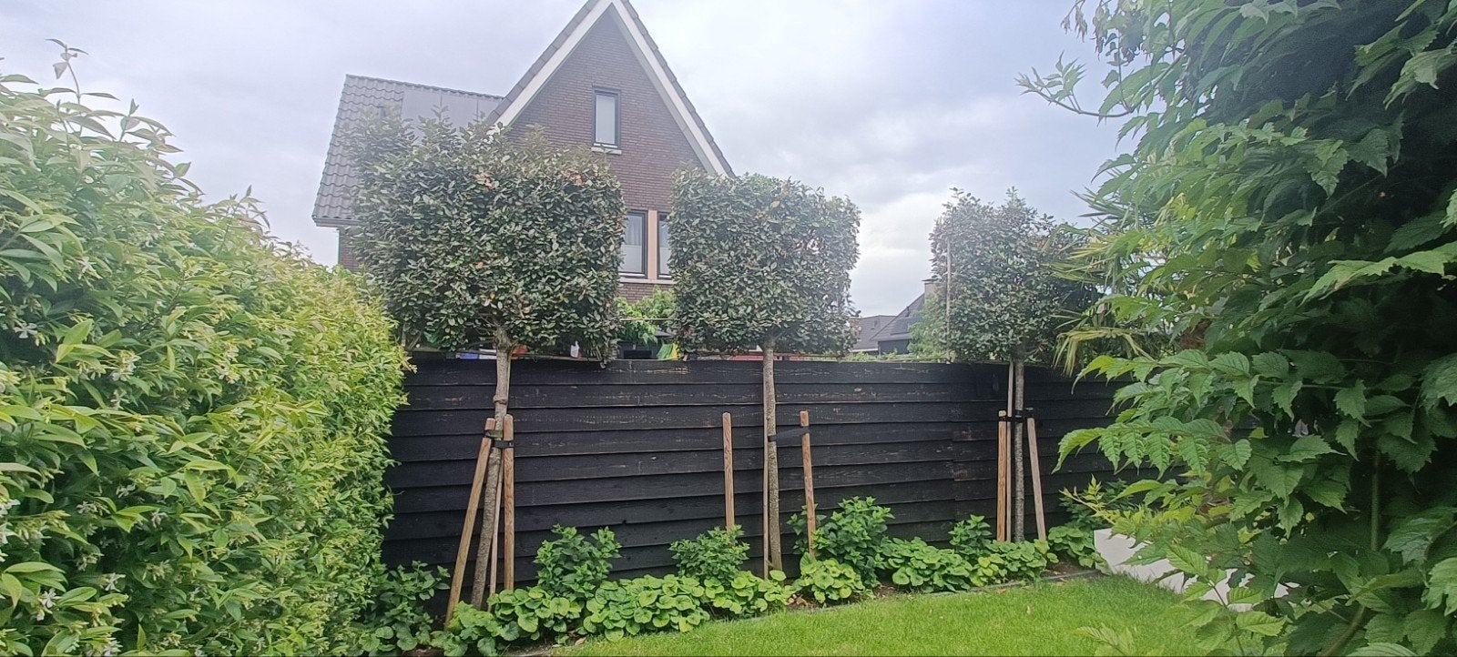 Prachtige groenblijvende olijfwilg leibomen, Tuin en Terras, Planten | Bomen, Leiboom, 250 tot 400 cm, Volle zon, Bloeit niet