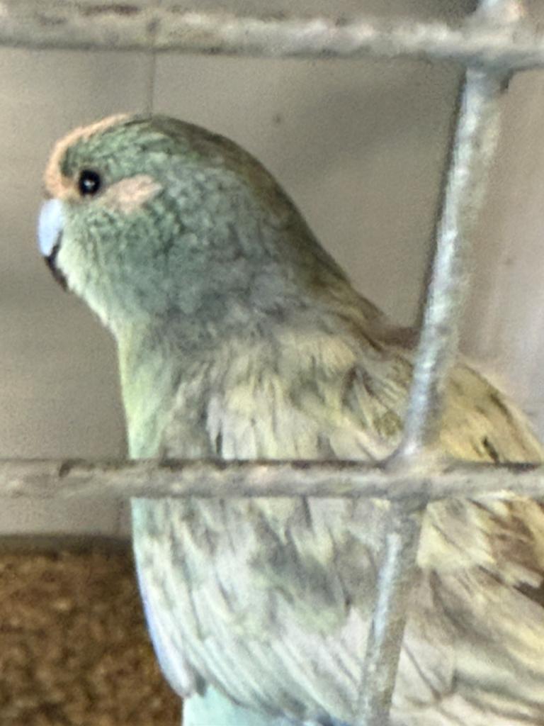 Diverse soorten vogels, Meerdere dieren, Parkiet
