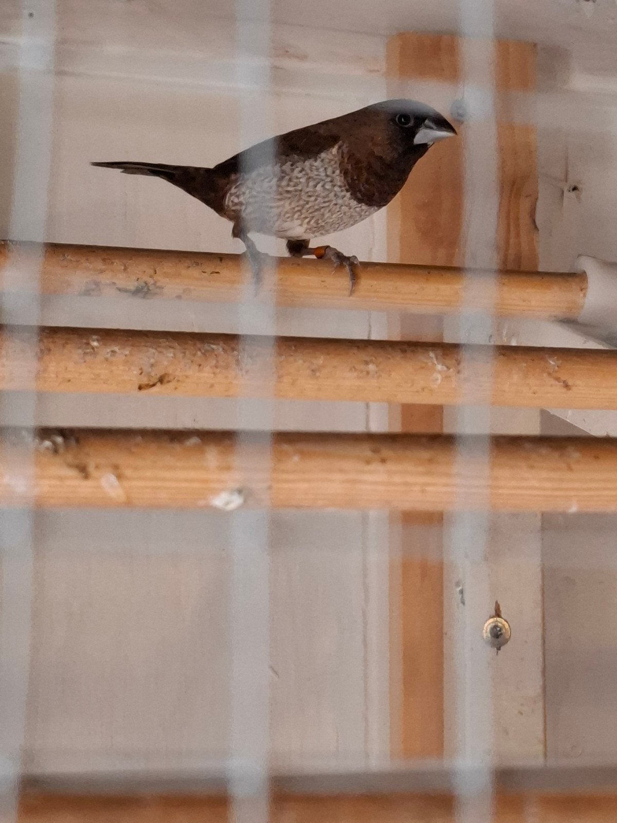 4 japanse meeuwtjes, Dieren en Toebehoren