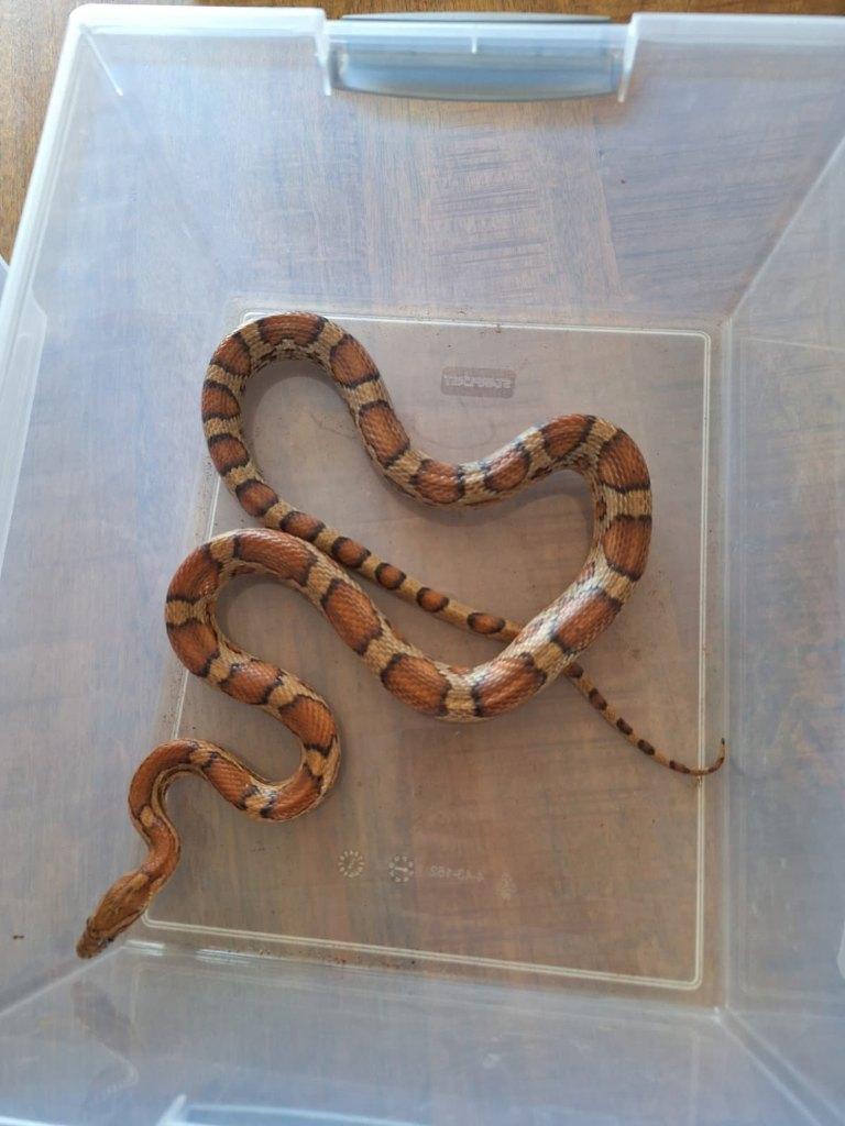 Koppel Rattenslangen + compleet terrarium te koop Rat Snake - unknown for sale from BaJa